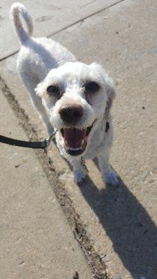 Toy poodle cuteness!