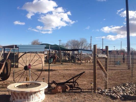 Some of the alpacas