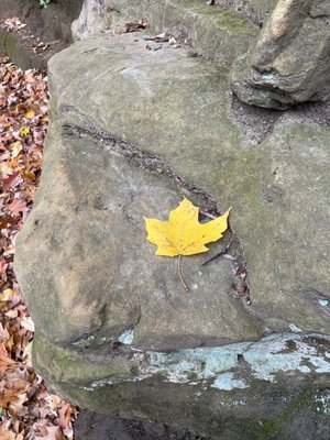 Fall leaves, wind blowing, this is gorgeous