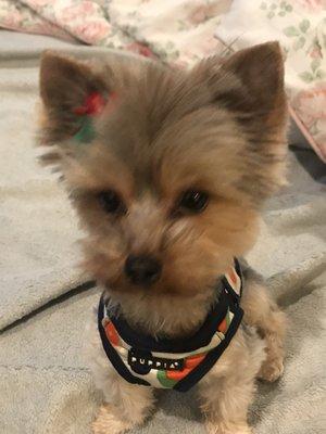 My Dog "Finnie" loves this place!!! Yummy food cool pet supplies he loves his stylish harness he now has 3! Support Small local businesses.