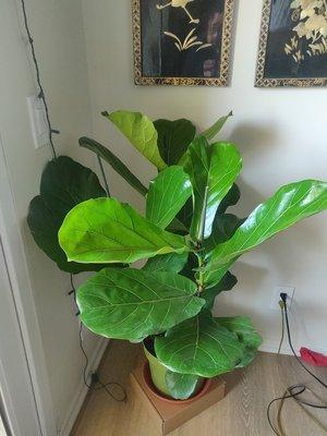 Three fiddle leaf plants in one pot for $45