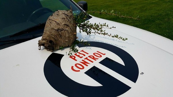 Green Giant can remove a wasp nest with fast technician dispatching.