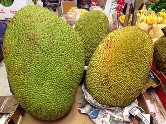 Unbelievably gigantic jackfruits!!