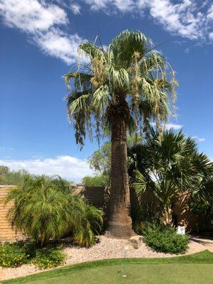 Palm tree trimming skinning and removal specialists. We make sure it's done right and clean up after! Best palm crew in Arizona