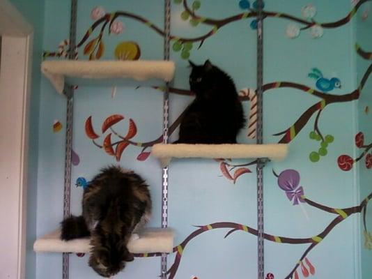 Jean Luc and Ele Ele explore the climbing wall in our boarding playroom.