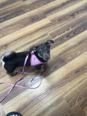 puppy waiting for the vet