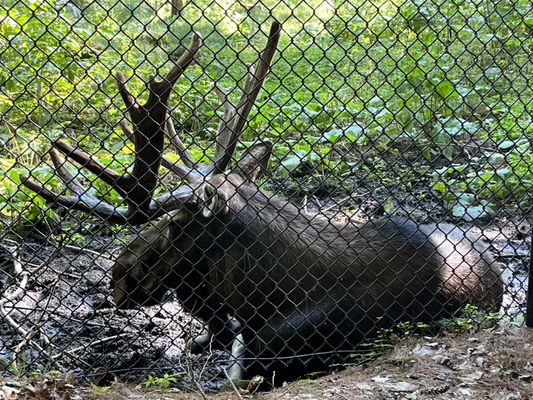 Maine Wildlife Park