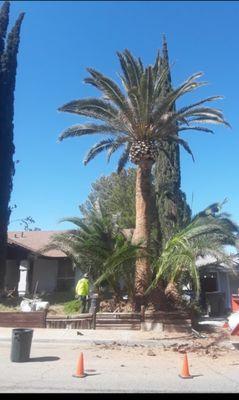 Canarian palm