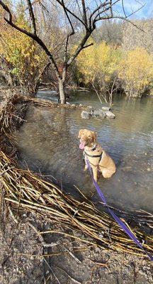 A little watering hole for the pups to play in.