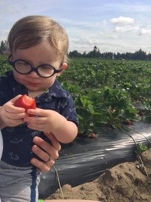 Maxon enjoying a strawberry!