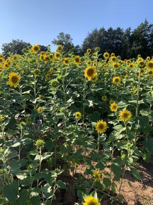 Sunflower field