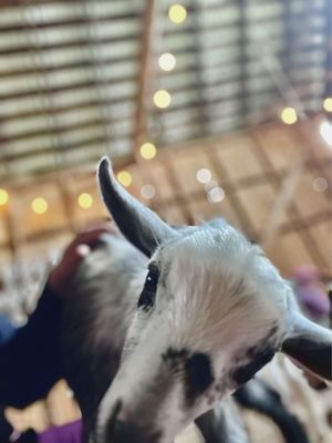 The Smithshyre & Kitsap Goat Yoga