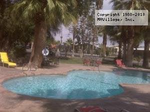 Desert Palms in Desert Hot Springs