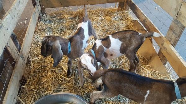 Omg these goats r the cutest ...owner always keeps them so clean