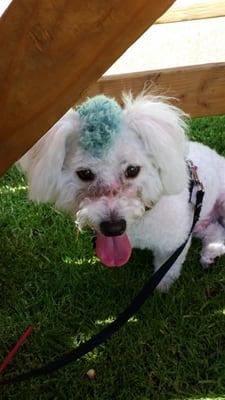 Waffy's enjoying his first dog show.