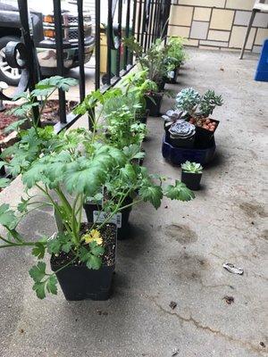 Various organic herbs and edible plants with some beautiful succulents