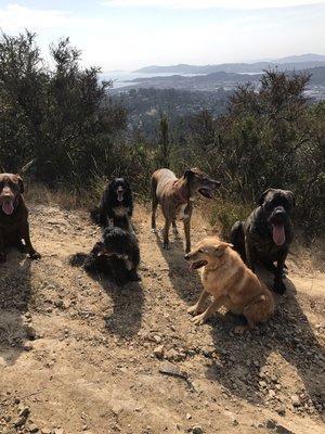 Dogs walking in San Rafael open space