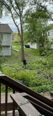 Tree debris in my yard