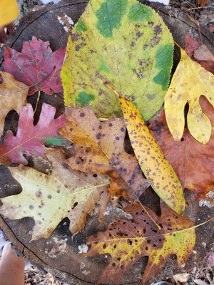 Fall foliage collected on our hike back from the Walker Sisters