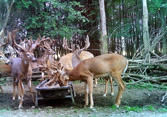 Lowlands Whitetails