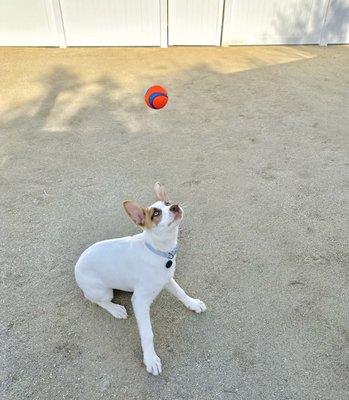 I can make a ball levitate!