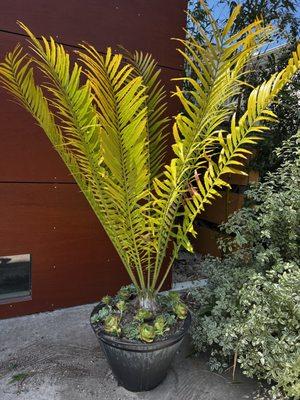 Encephalartos plant for shady areas provides structure for modern landscapes