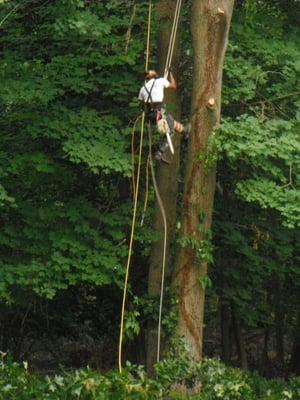 Paramount Tree Service