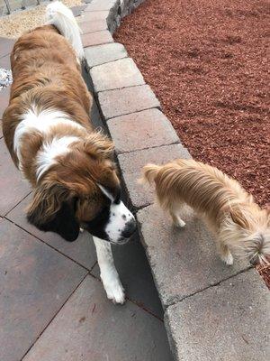 Sasha and mouse. Big and little pups.