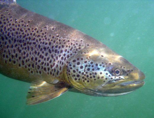 Underwater shot of a Brown Trout.