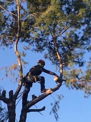 Serrato Tree Service & Care