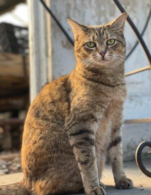 One of Pemberton's Greenhouses' resident felines. Lexington, KY