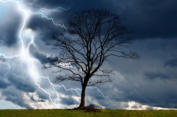 Jensen Tree Experts installs Lightning Protection system for your valuable trees