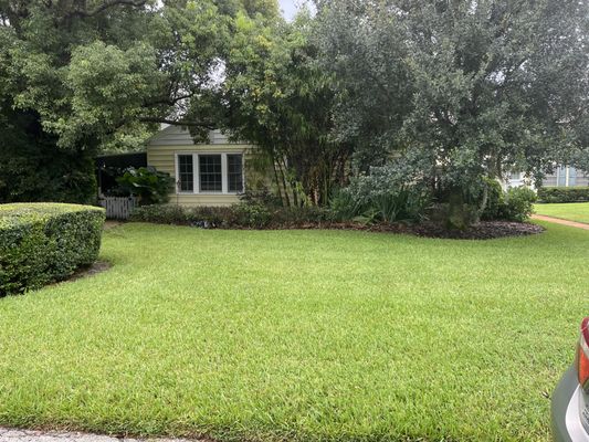 This is a lawn we restored from nearly gone