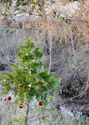 Someone decorated the trees along the creek path