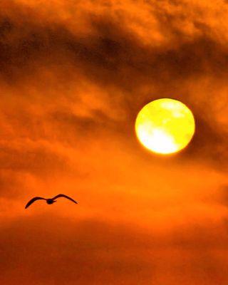 Sunset Views Venice Santa Monica Marina Del Ray