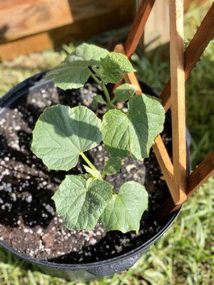 Cucumber plant