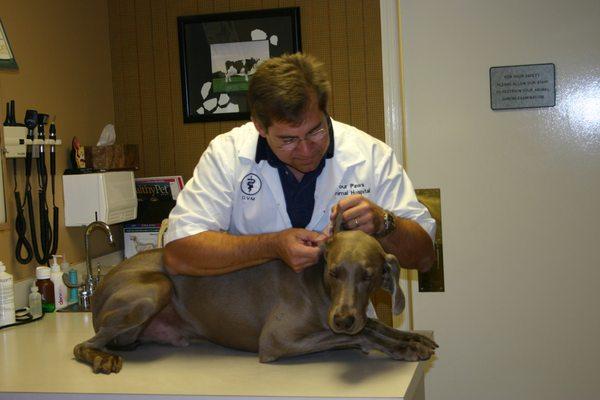 Dr. Whitlow checking Zipper's ears.... what a good dog!