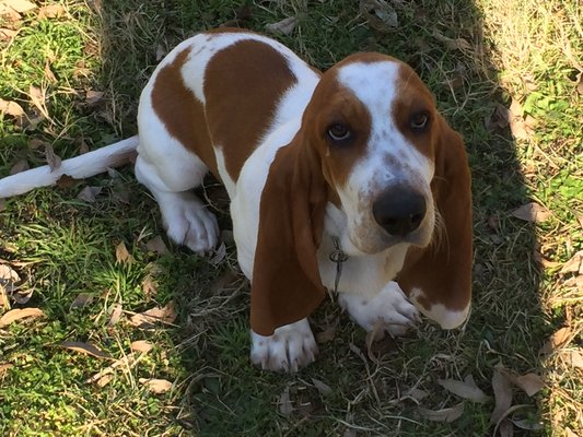 Bassett Hound Jake