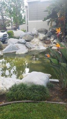 Little pond with ducks when entering the apartments