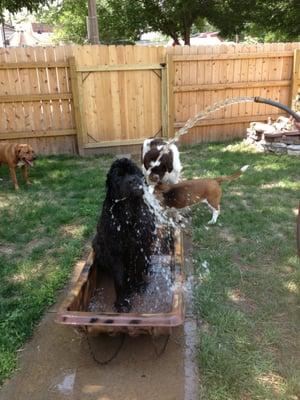 On a hot day with a Newfie