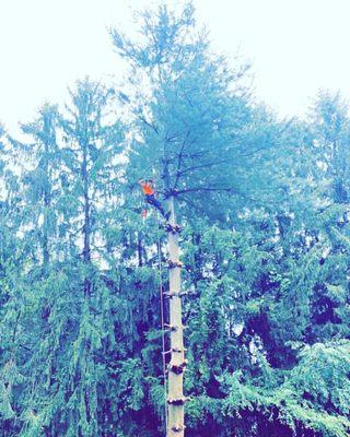 Climber in a tree