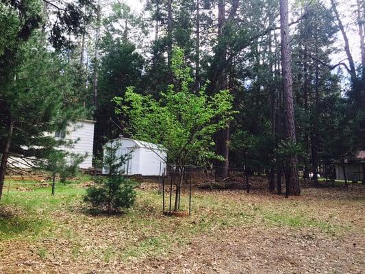 Chip N Dale 1/2 acre for sale