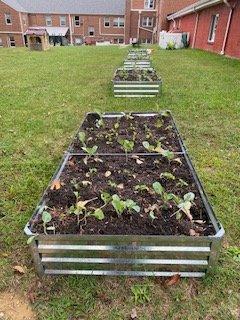 Our school garden.