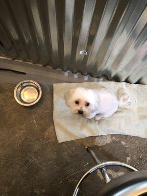 Our little supervisor hanging out after his groom.