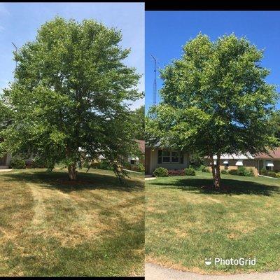 Tree trimming