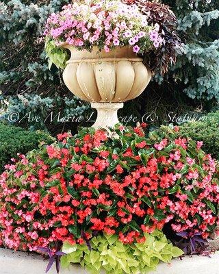 Award winning annuals!