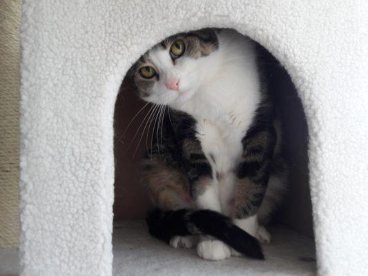 Sesame in Her Cat Tree. This demure beauty lives with her human in West Rogers Park.