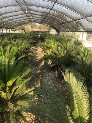 California Desert Wholesale Nursery