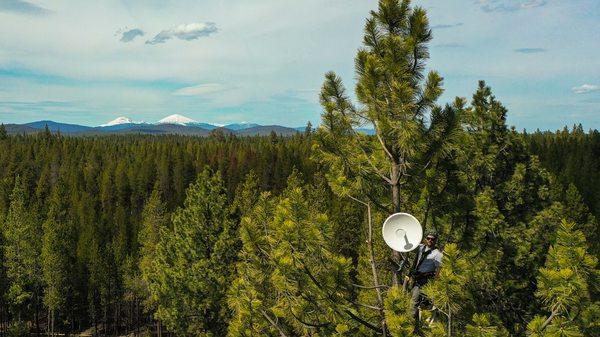 One of our certified Tree Climbers installing an antenna for a customer's Internet link.