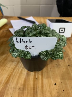 Fittonia